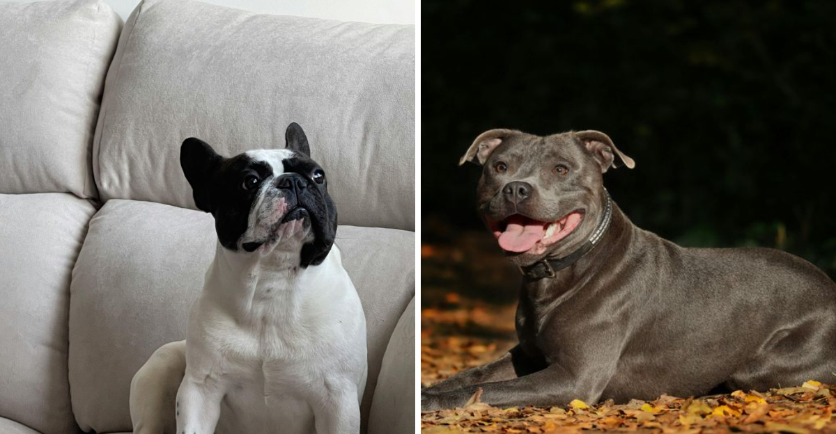 9 dog breeds that resemble pit bulls, but are completely different
