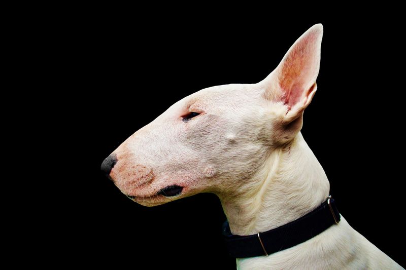 9 dog breeds that resemble pit bulls, but are completely different