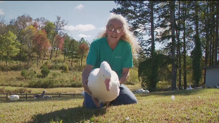 Thousands of abandoned, injured ducks find new life, prosthetic beaks ...