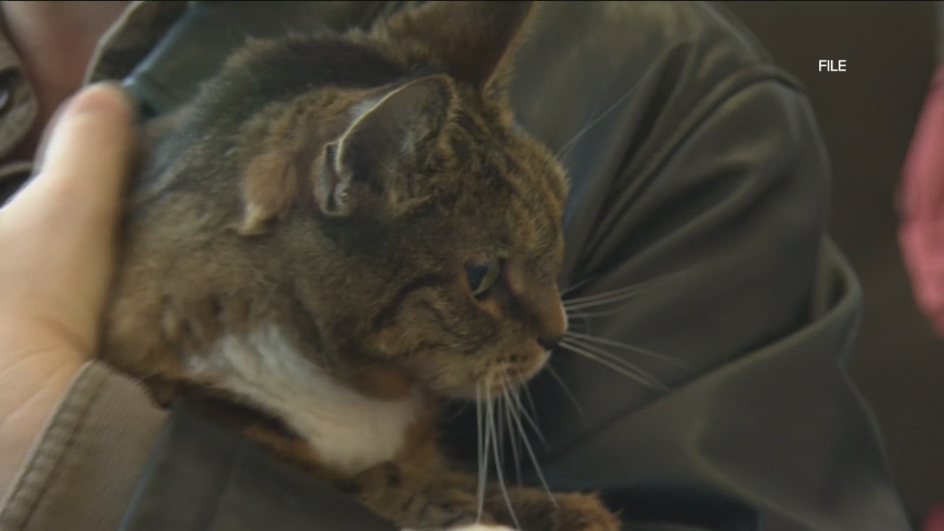 View of Could weight loss drugs be used to treat obese pets?
