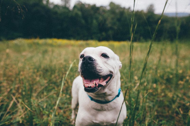 9 dog breeds that resemble pit bulls, but are completely different