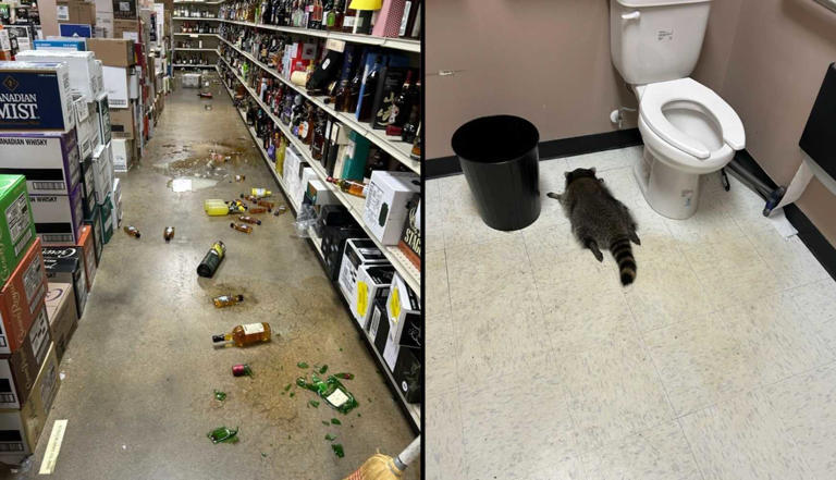 Virginia’s viral drunk raccoon is back—and now he’s telling you what ...
