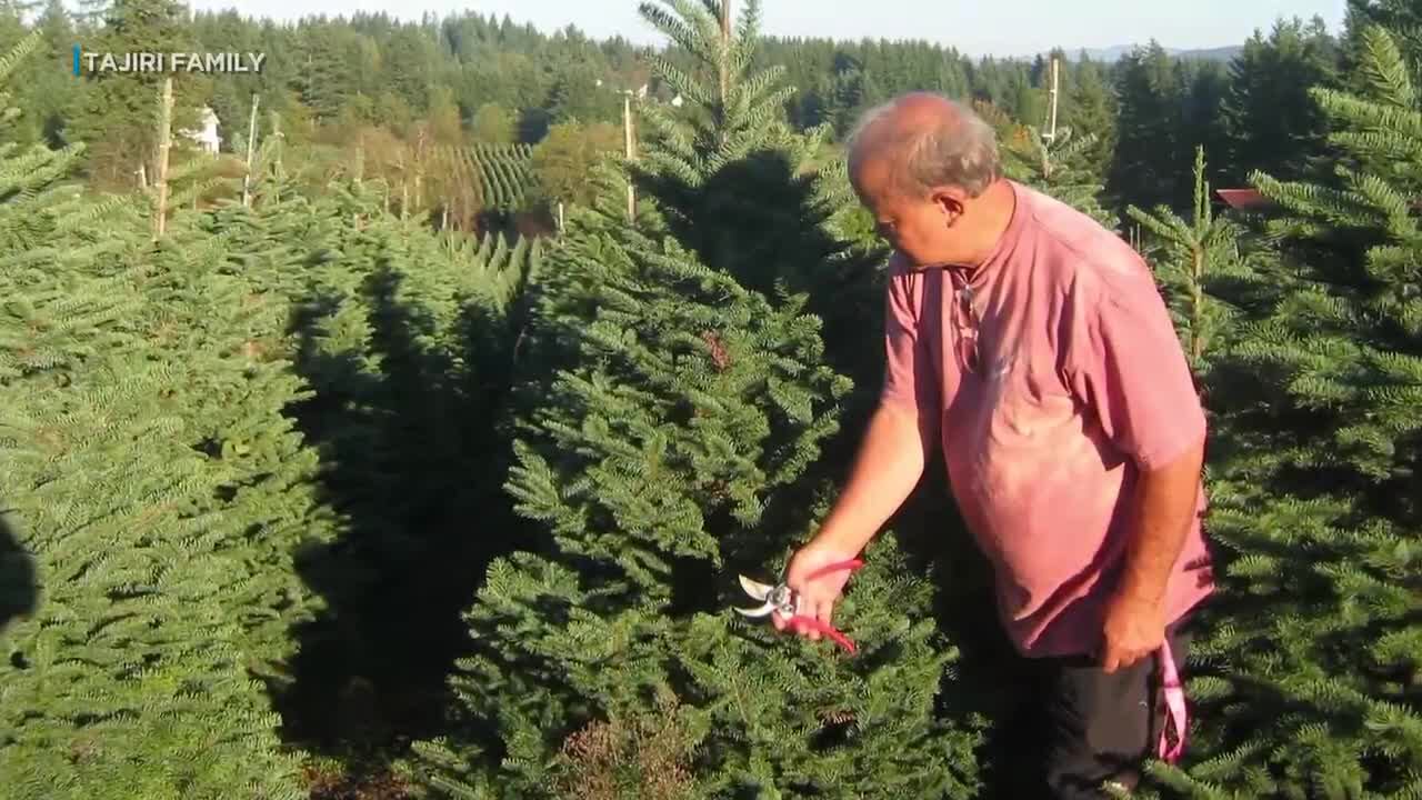 Changes ahead for a tree lot that has brought holiday cheer to Oahu ...
