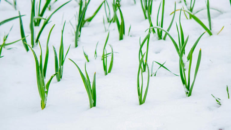 Some states are set to see heavy snow this winter. Here's how it can ...