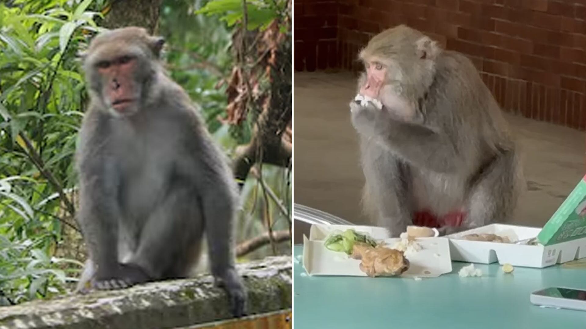 Taiwan's monkey invasion spurs legislative action