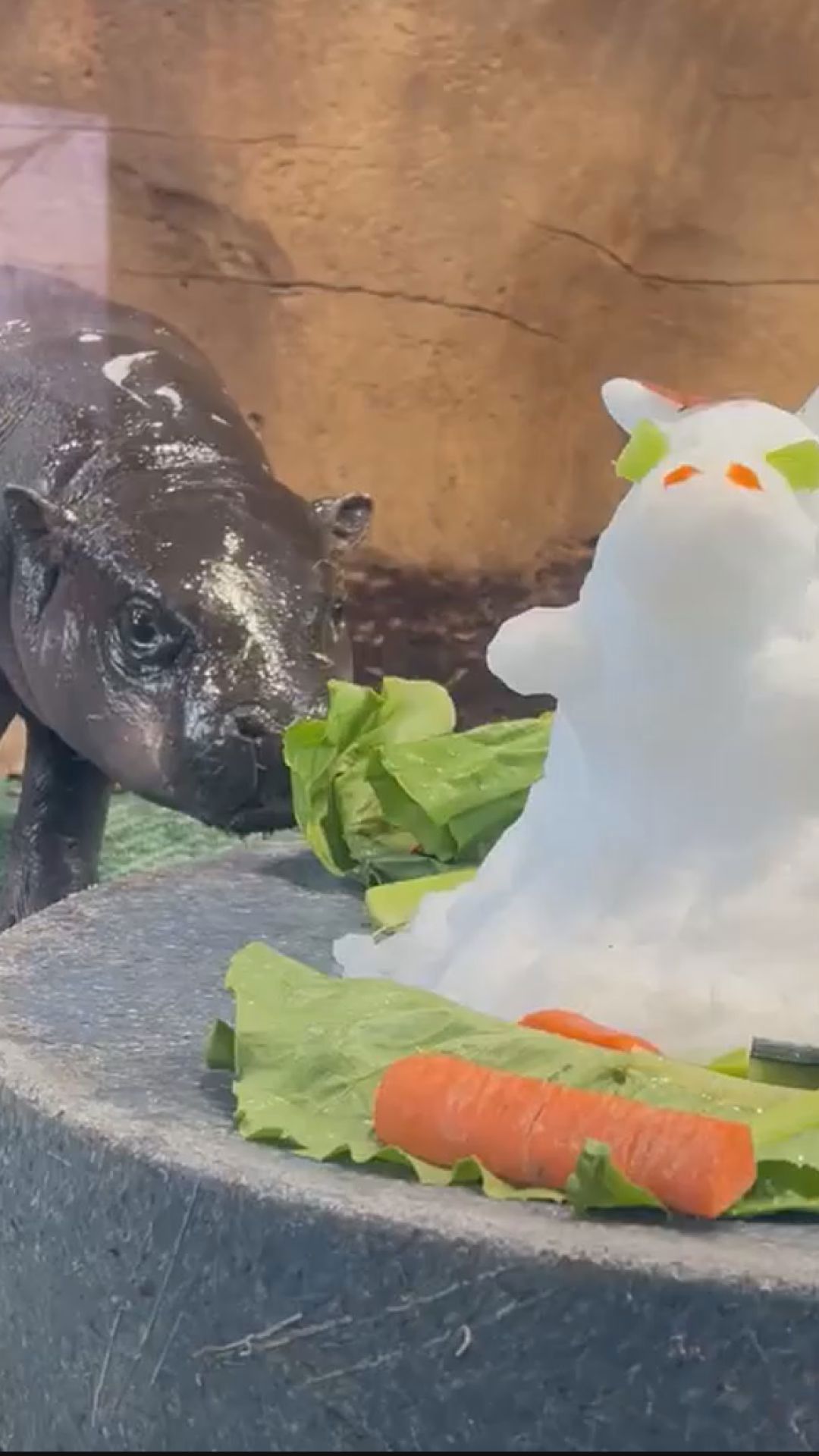 Hugo the baby pygmy hippo eats snow treat shaped like him