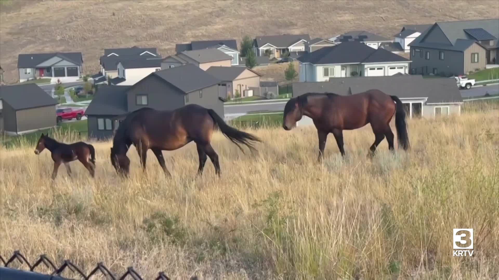 Community input wanted on beloved Miller Creek horse herd