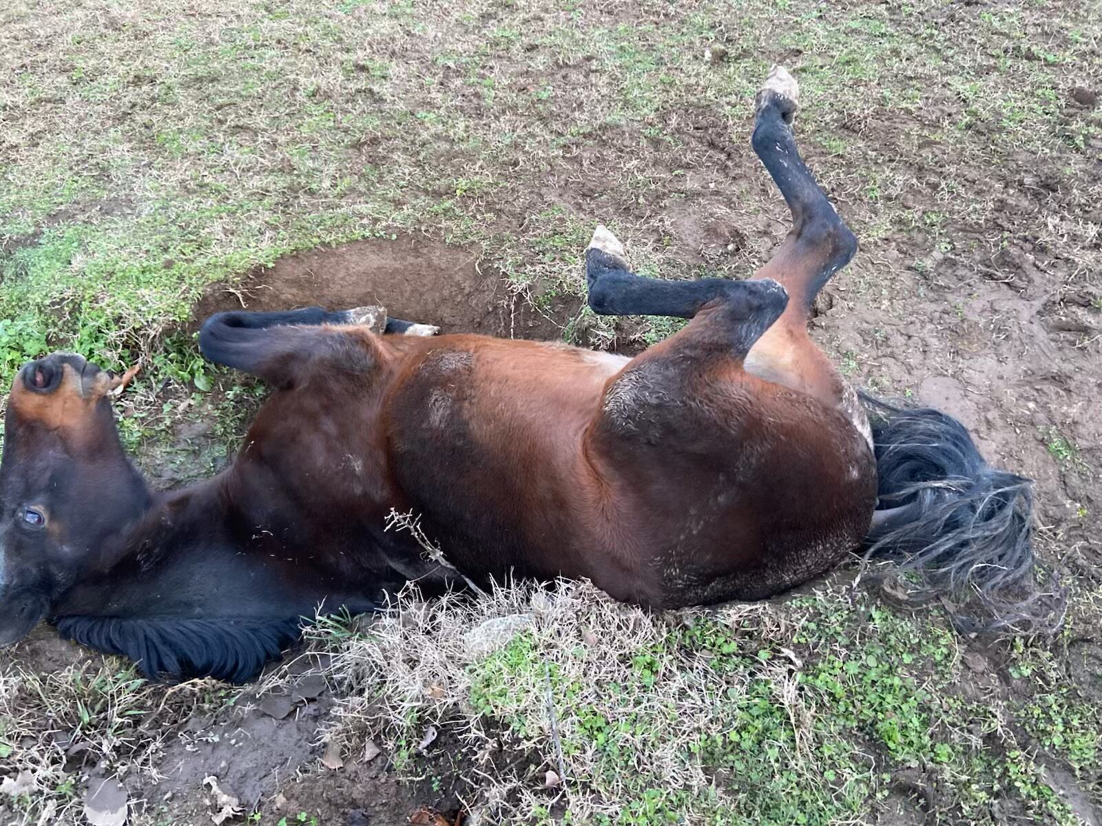 Horse rescued after getting stuck in Williamson County ditch