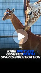 Tennessee zoo investigates sudden death of rare spotless giraffe