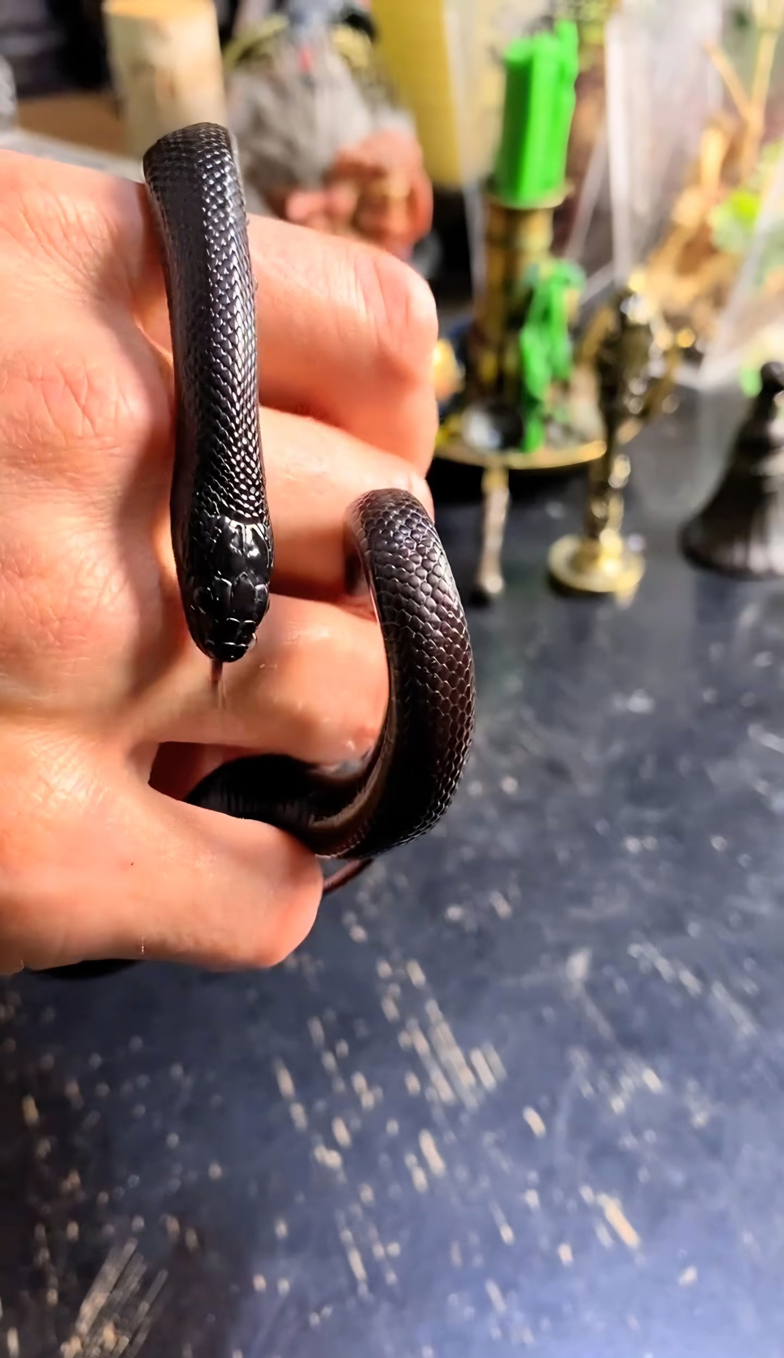 I’ve been asked many times if snakes have bones! It’s their bones that ...