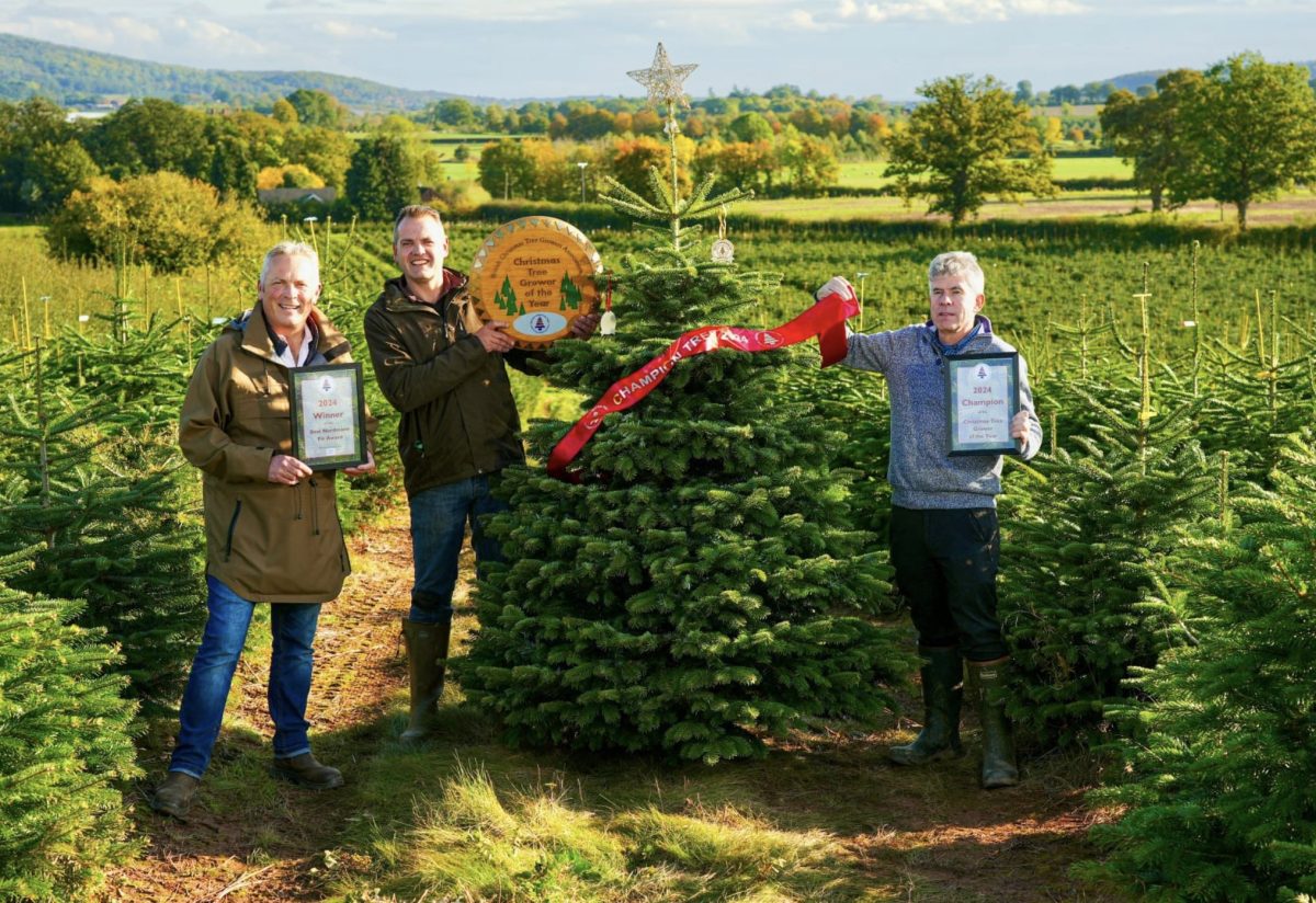 I’m a champion Christmas tree farmer – here’s how to keep yours alive ...