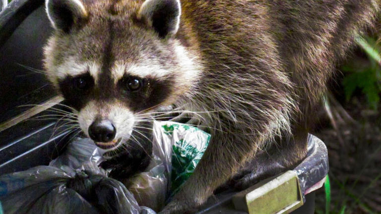 How dangerous raccoons are to humans and animals