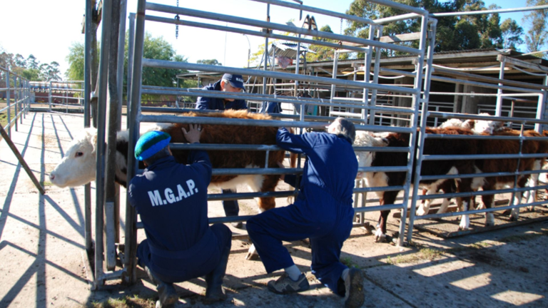 MGAP confirma, ¡puedes faenar ganado con garrapata! El riesgo letal que ...