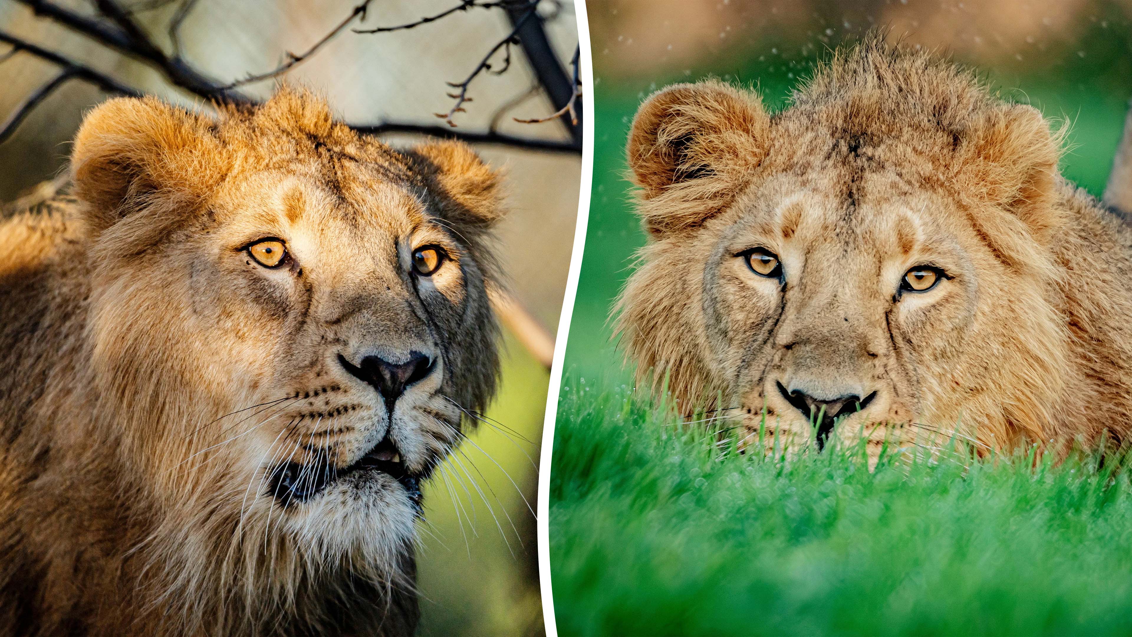 Zoo welcomes two of the world’s rarest lions to save them from extinction