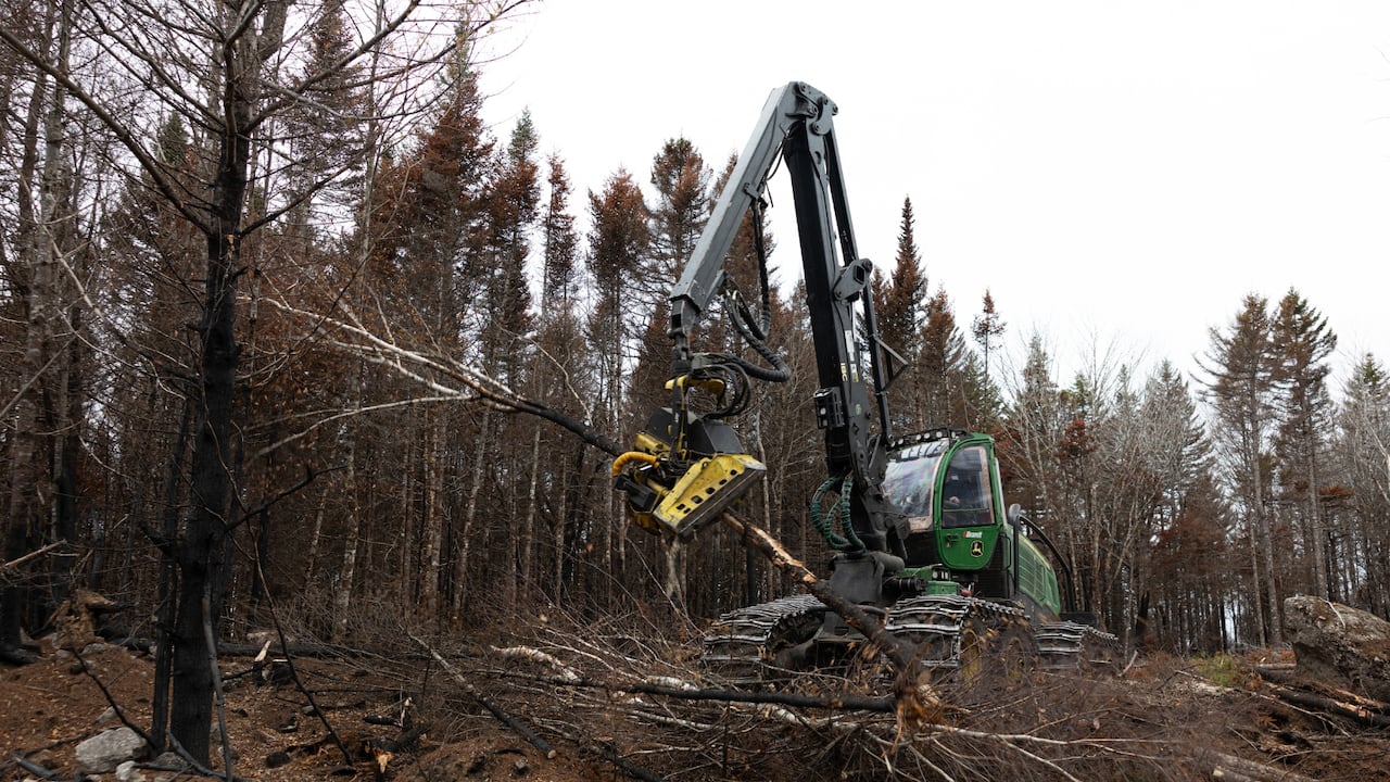What happens to the wood from this burnt forest?