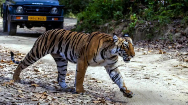 5 tiger reserves that offer the strongest chances of seeing a tiger up ...