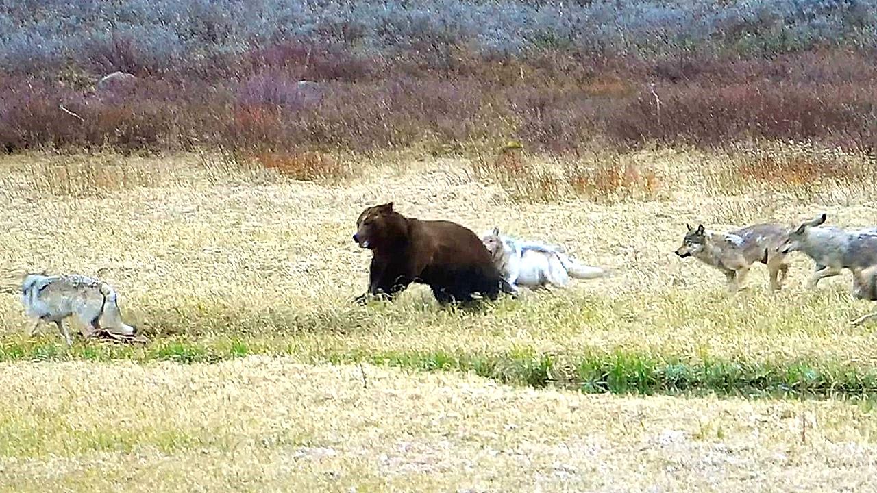 Grizzly bear targets prey – wolves fight back