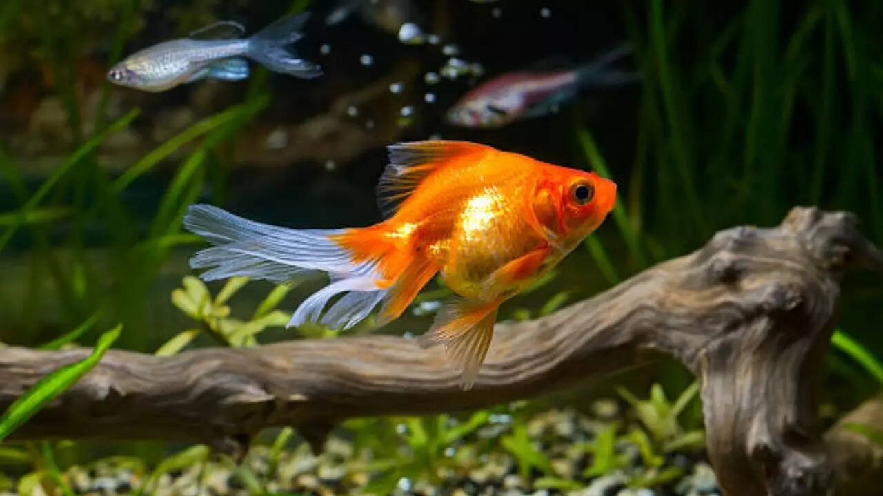 8 varieties of fish that thrive the longest in aquariums