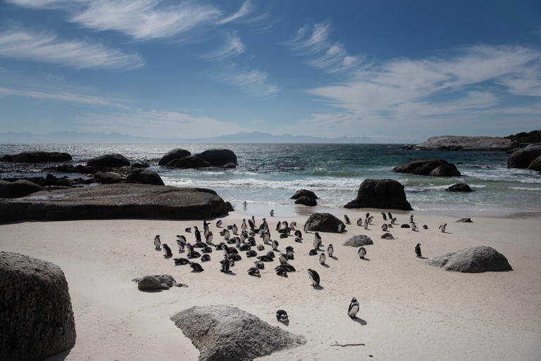 More than 60,000 penguins starve to death near Africa
