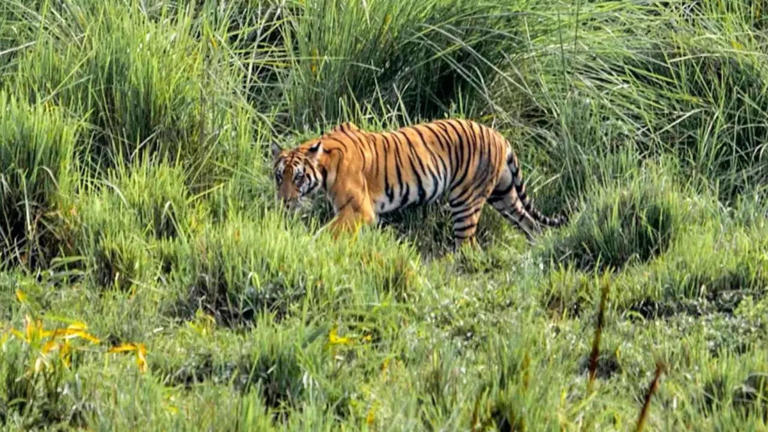5 tiger reserves that offer the strongest chances of seeing a tiger up ...