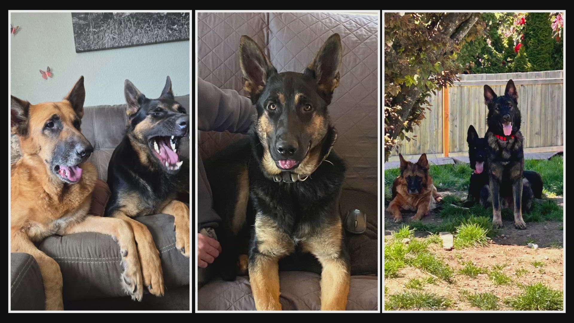 Owner mourns 13 pets killed in house fire