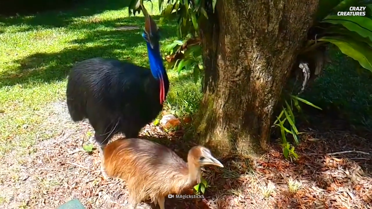 What scientists uncovered about the bird capable of delivering fatal ...