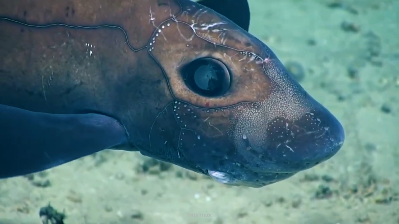 Why this deep-sea species earned a reputation as the ocean’s quiet phantom