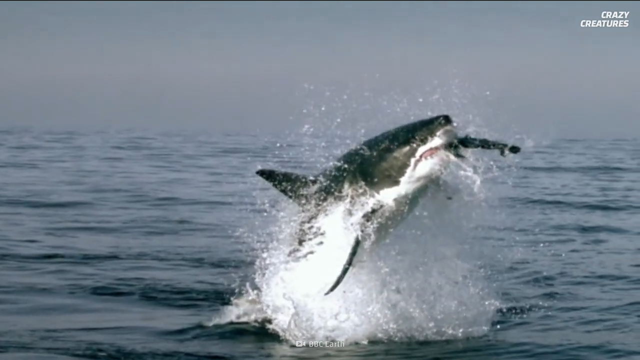 The ecological collapse that begins when top predators like sharks fade