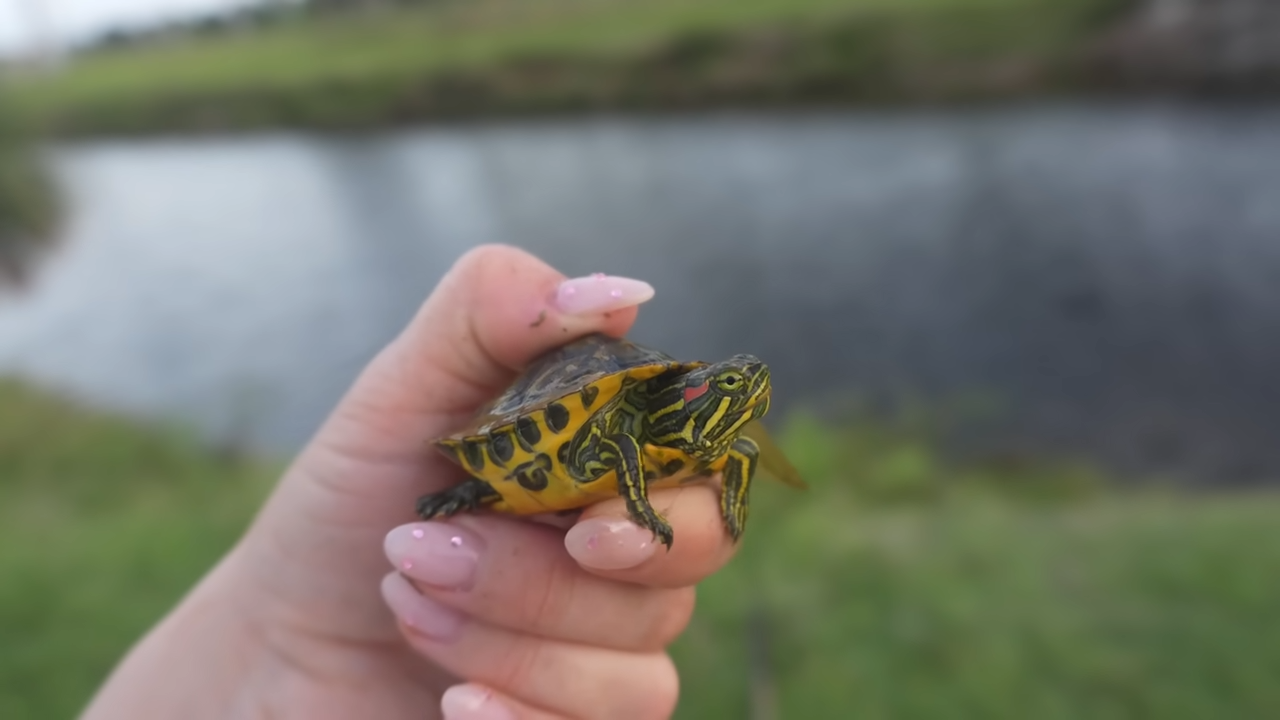 What researchers found lurking beneath the surface of a forgotten canal