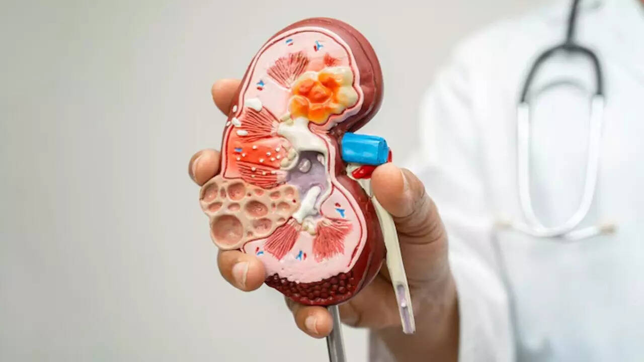 Photo inspiration: Visual Reference: Kidney Health Common Constipation Drug Shows Promise In Protecting Kidneys