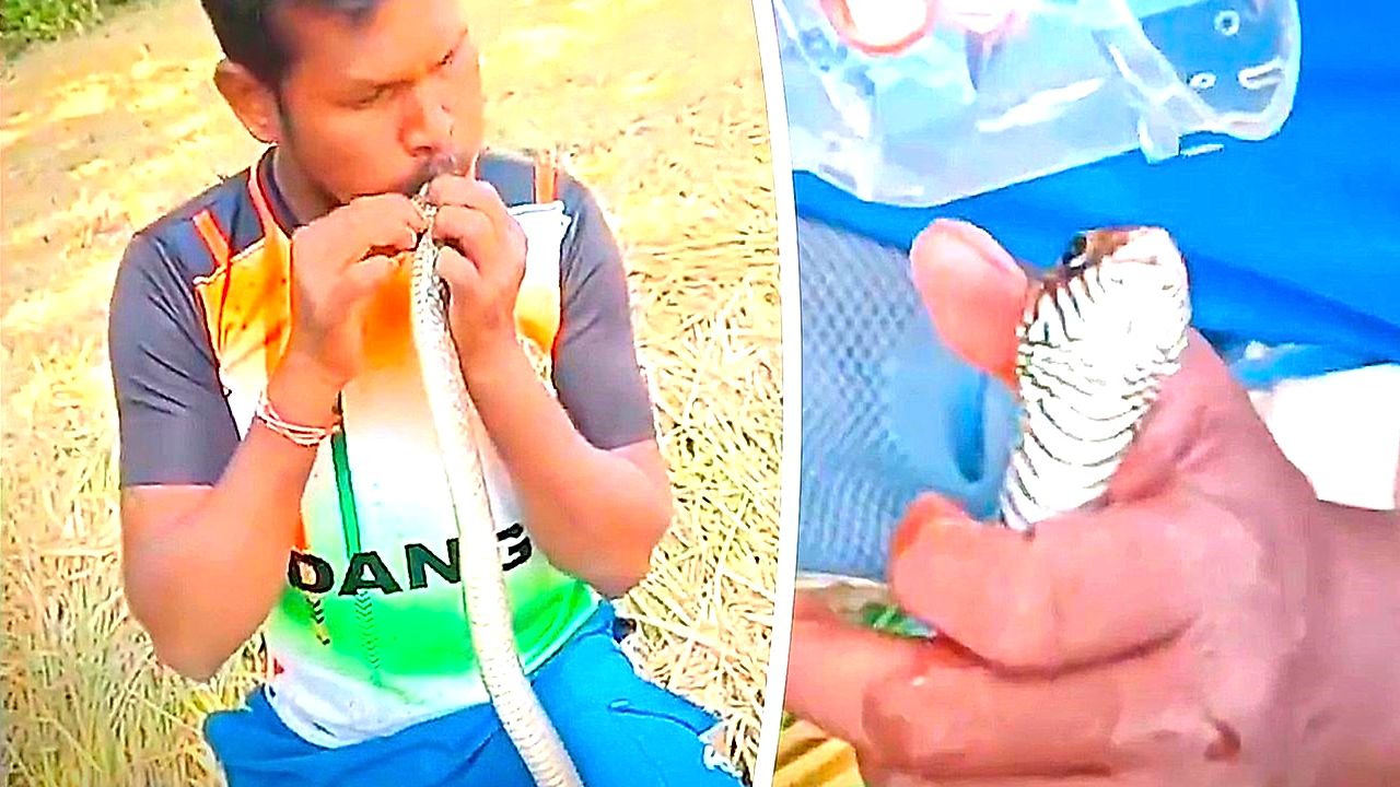 Electrocuted snake receives CPR from wildlife rescuer