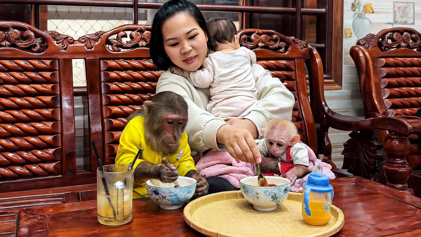 Baby monkey’s exercise turns into a comedy moment