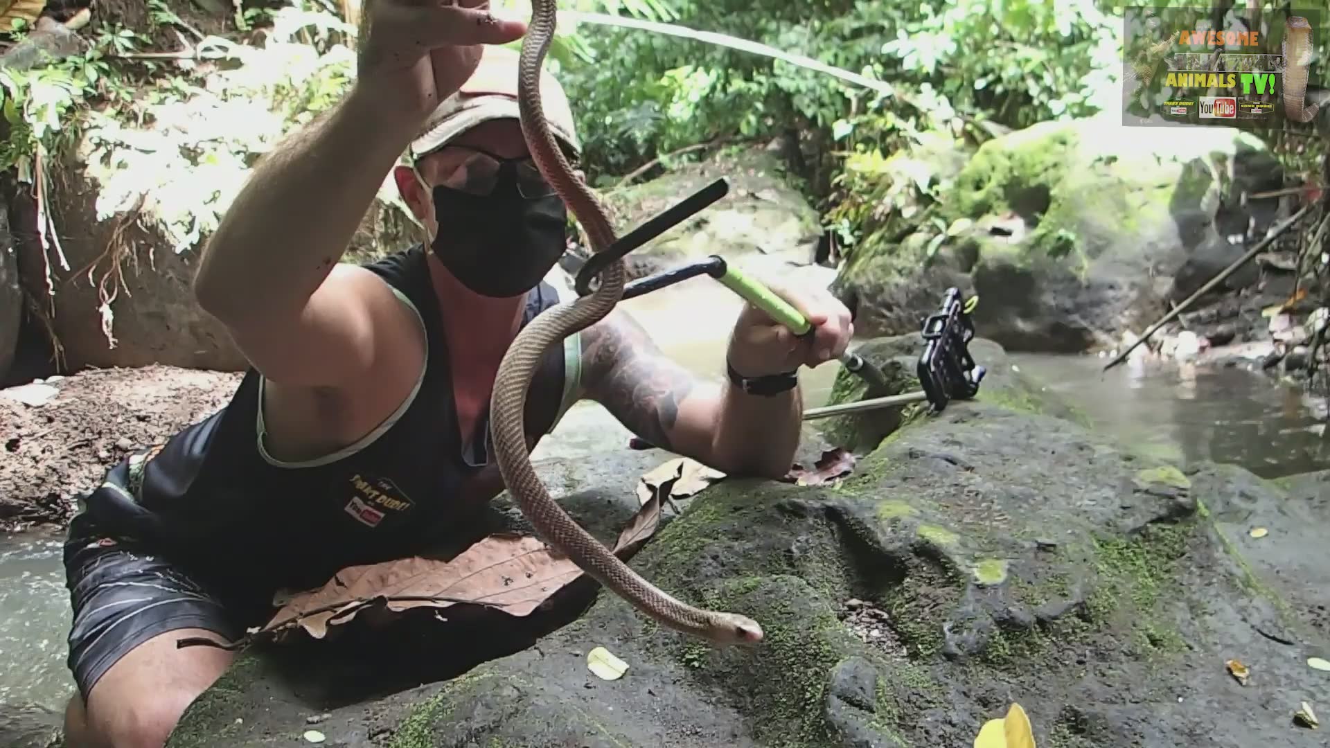 Safely rescuing venomous cobra while capturing professional snake photos