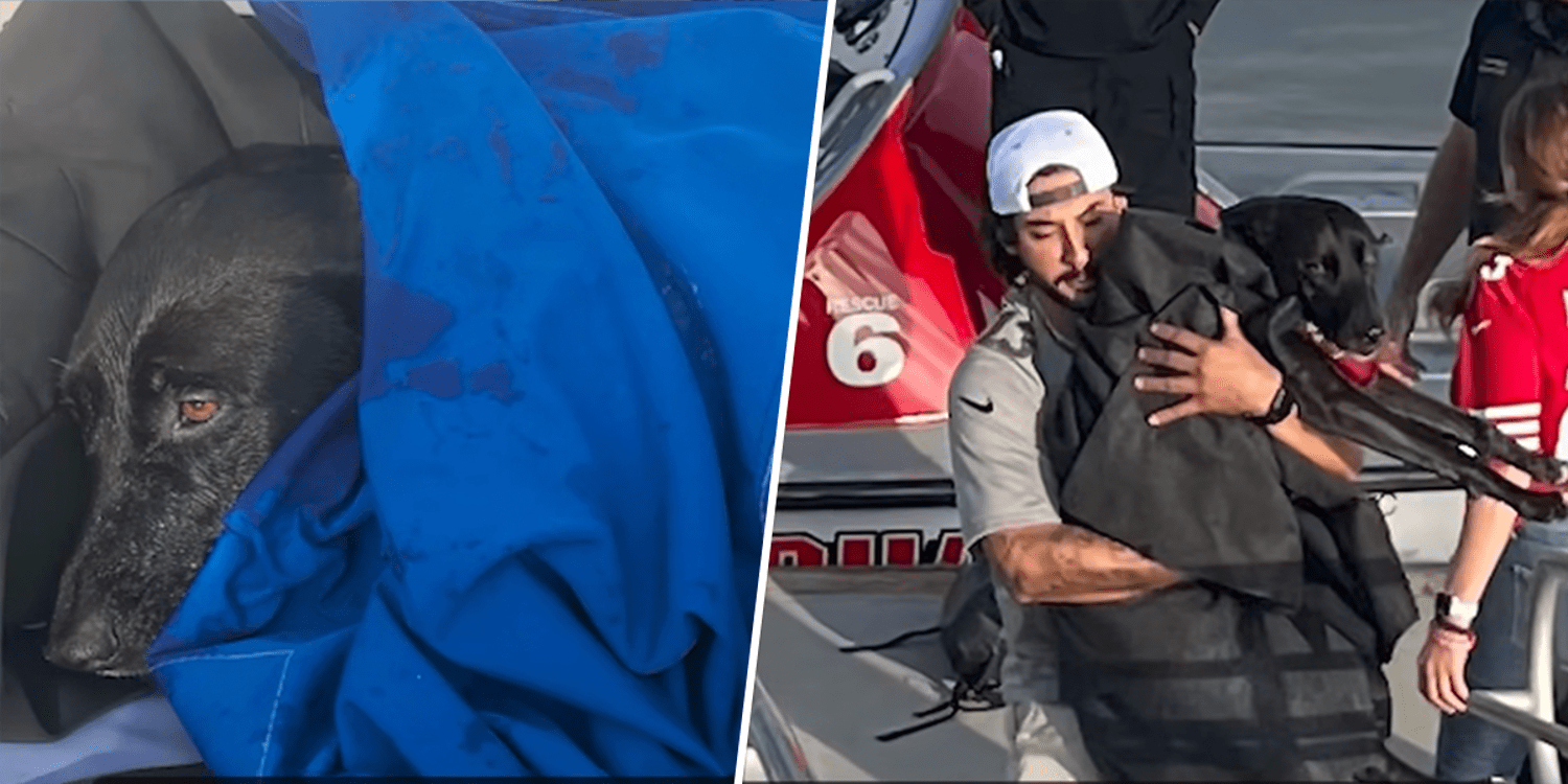 Lifeguards rescue missing dog found nearly 1 mile out to sea