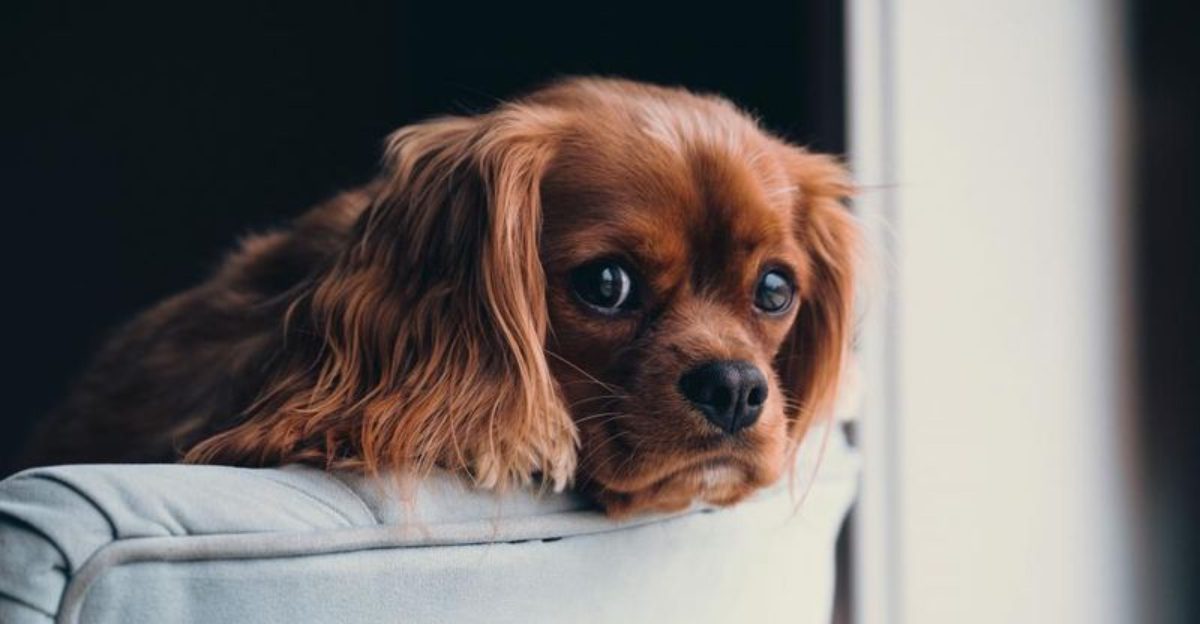 12 clear signs your dog might be feeling unhappy