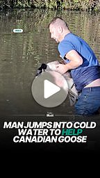 Man frees Canada goose tangled in rope