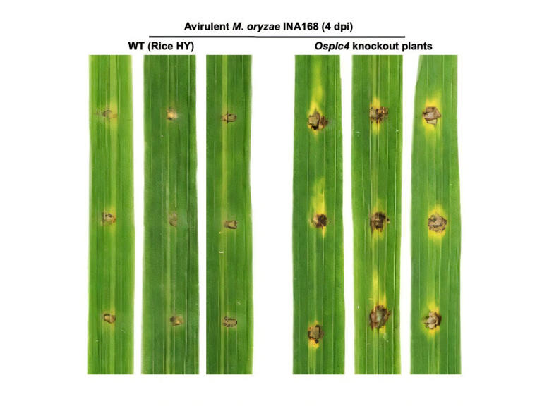 Rice enzyme OsPLC4 triggers Ca²⁺ and ROS bursts to drive ferroptotic ...