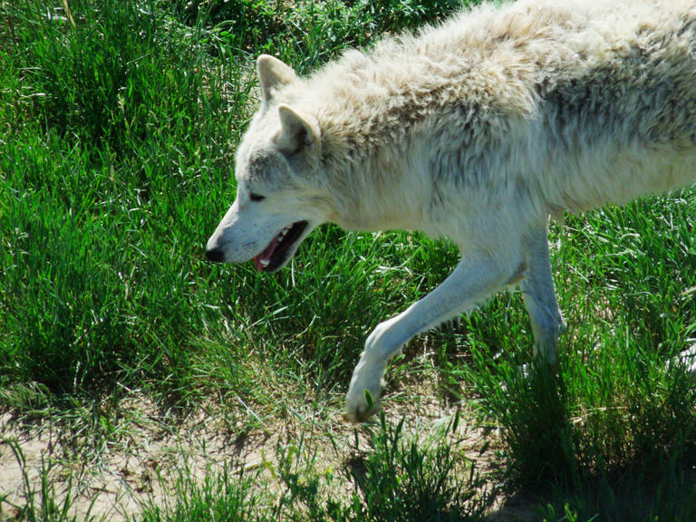 Colorado’s wolf reintroduction sparks tension between ranchers, hunters ...