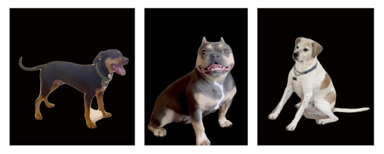 When you're happy, your dog might look sad: Study reveals surprising ...