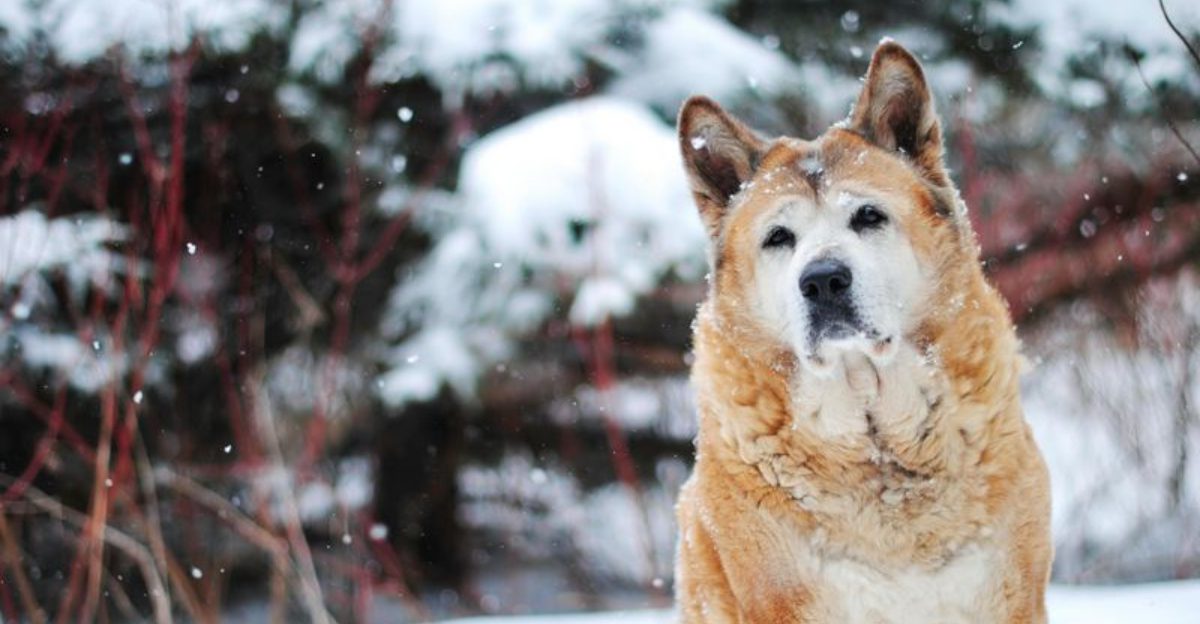 15 dog breeds that naturally prefer their own space