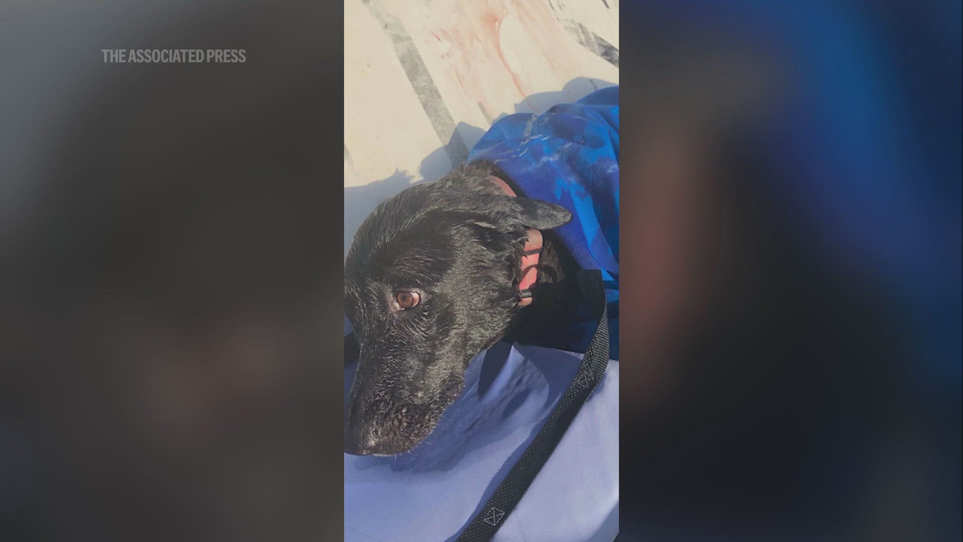 Lifeguards rescue dog swept out to sea by rip current off San Diego coast
