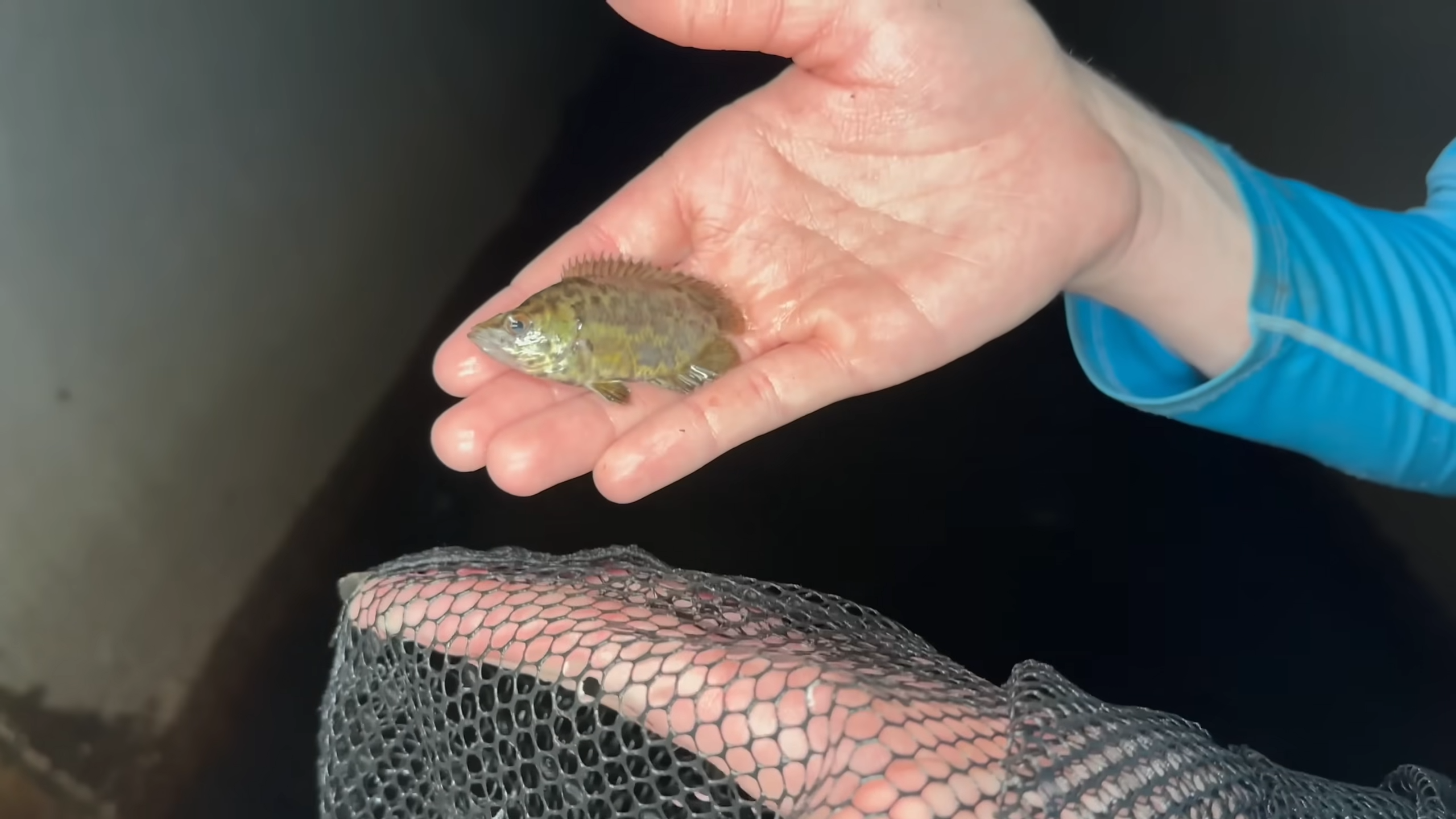 I found a hidden tunnel full of mysterious fish