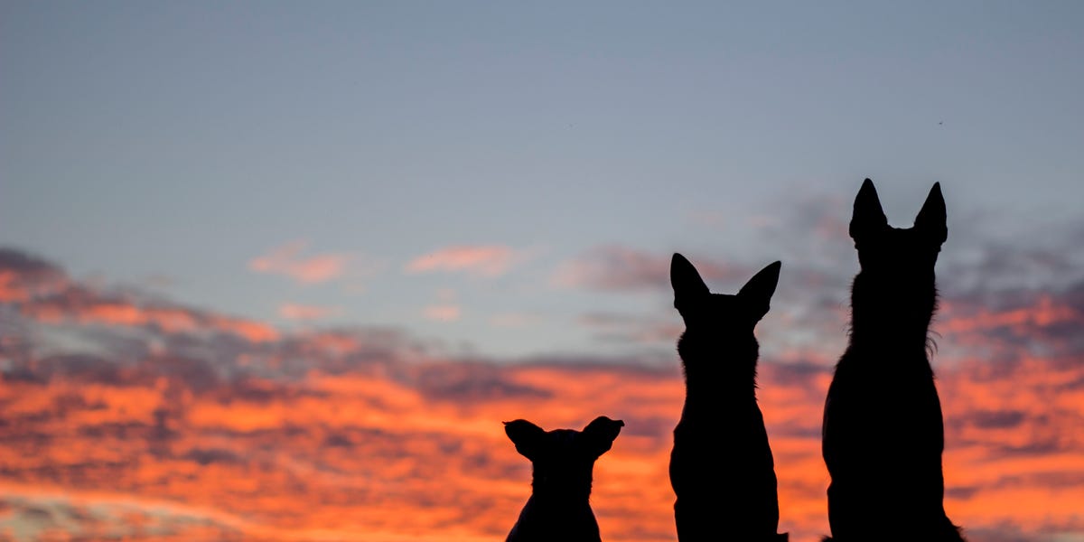 Modern Dogs Are Growing Bigger Brains