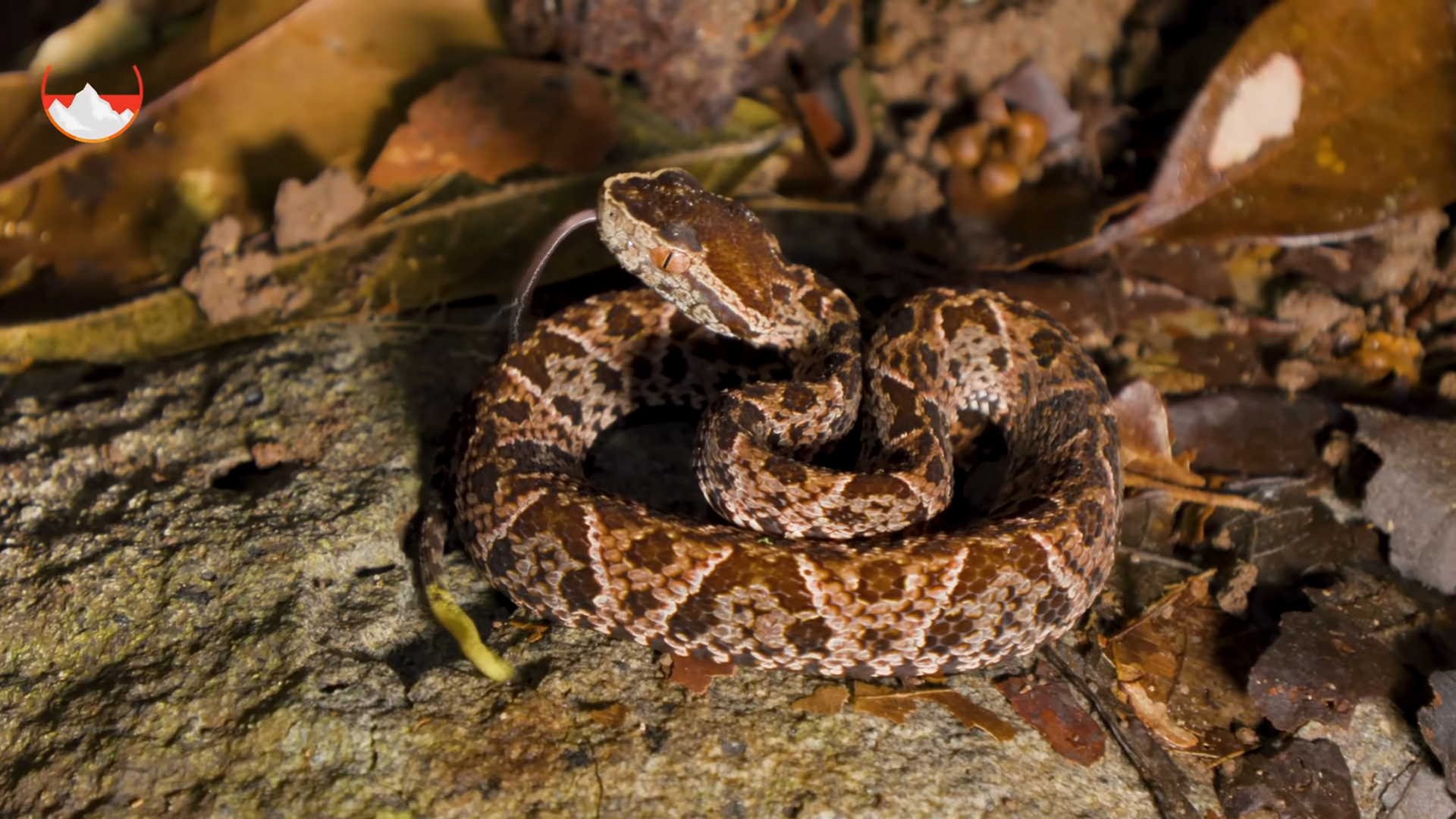 Are baby venomous snakes dangerous?