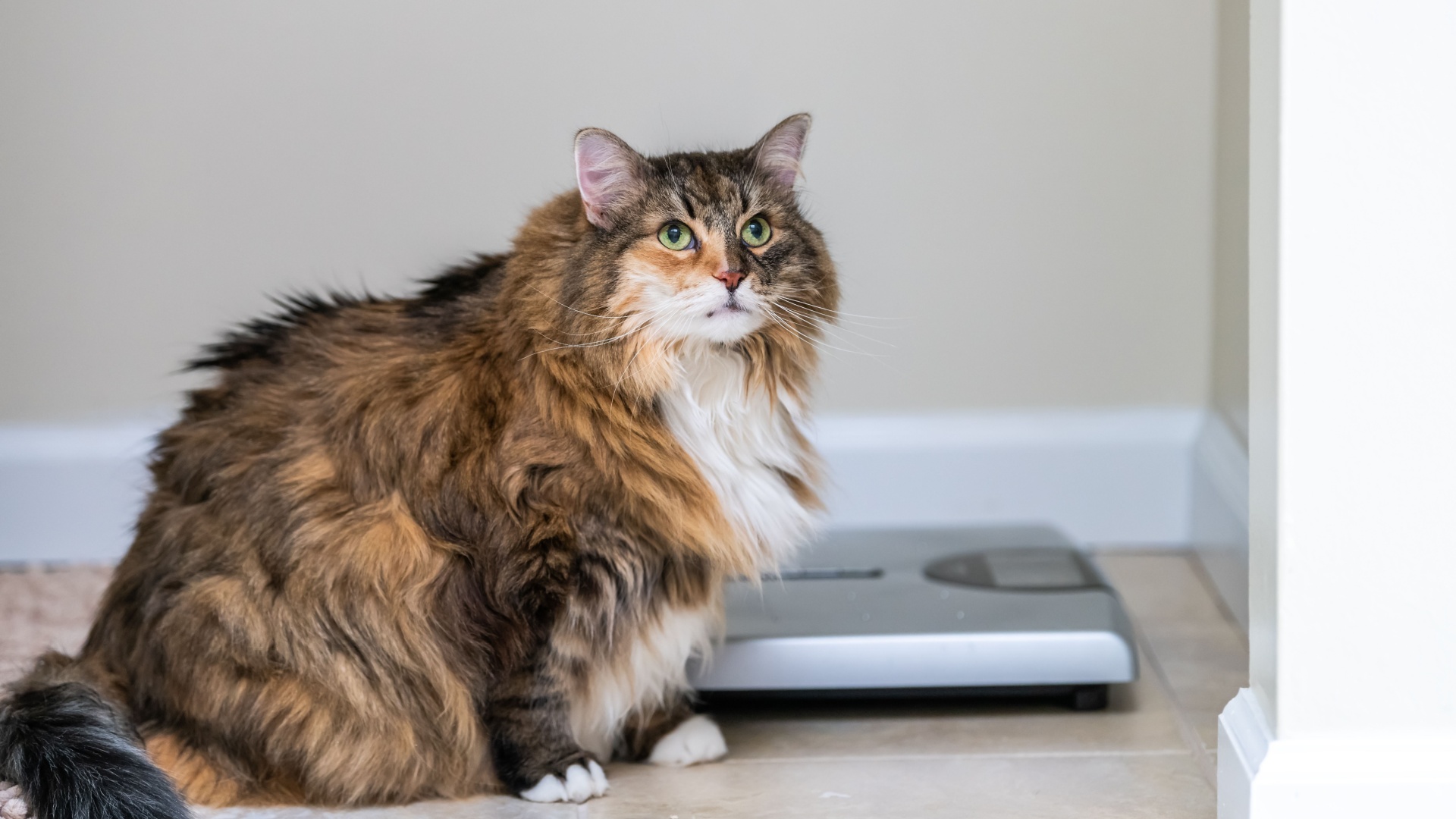 60 percent of dogs and cats are now too fat to stay healthy, according ...
