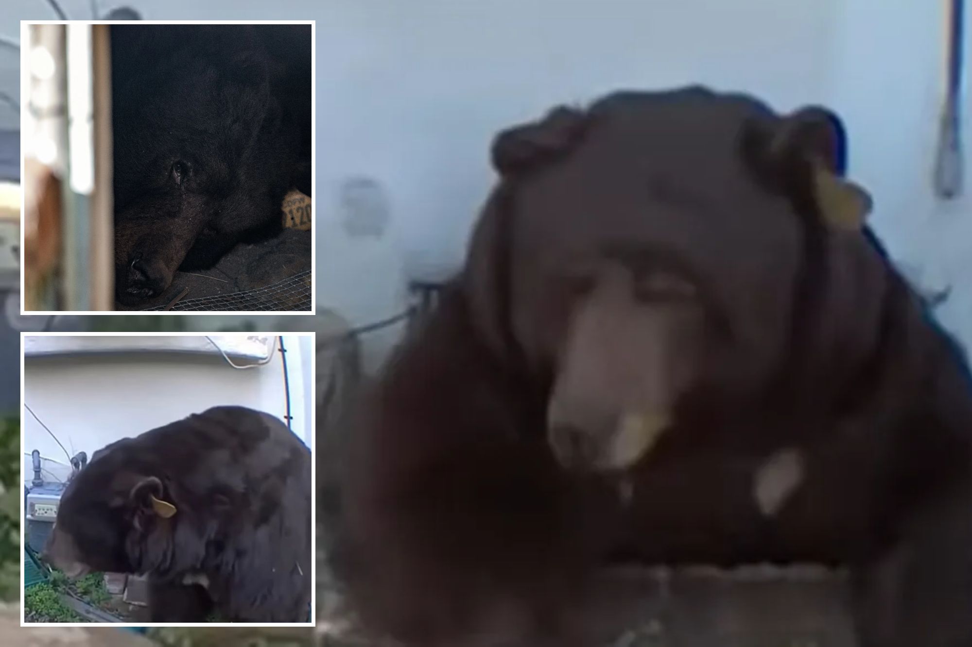 Weird way officials are trying to lure 550-pound bear out from ...