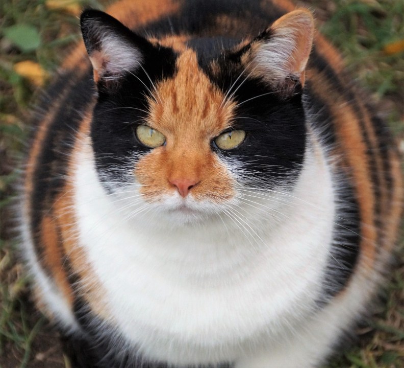 GLP-1 trial seeks to use meds to slim down cats