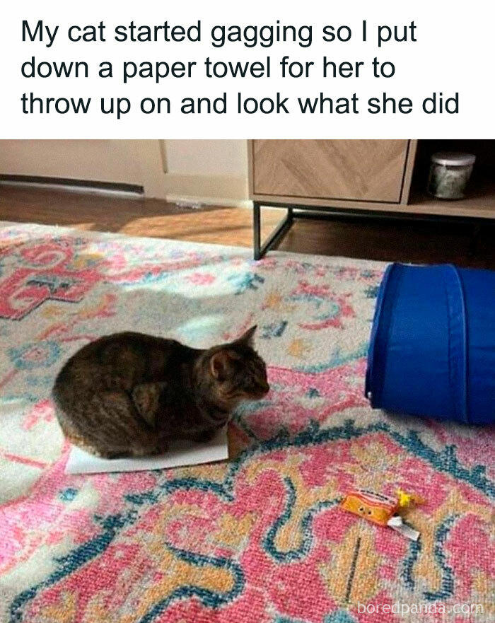 49 funny and adorable cat me…