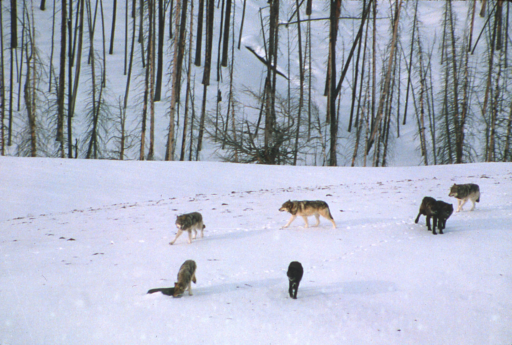 Colorado’s wolf reintroduction sparks tension between ranchers, hunters ...