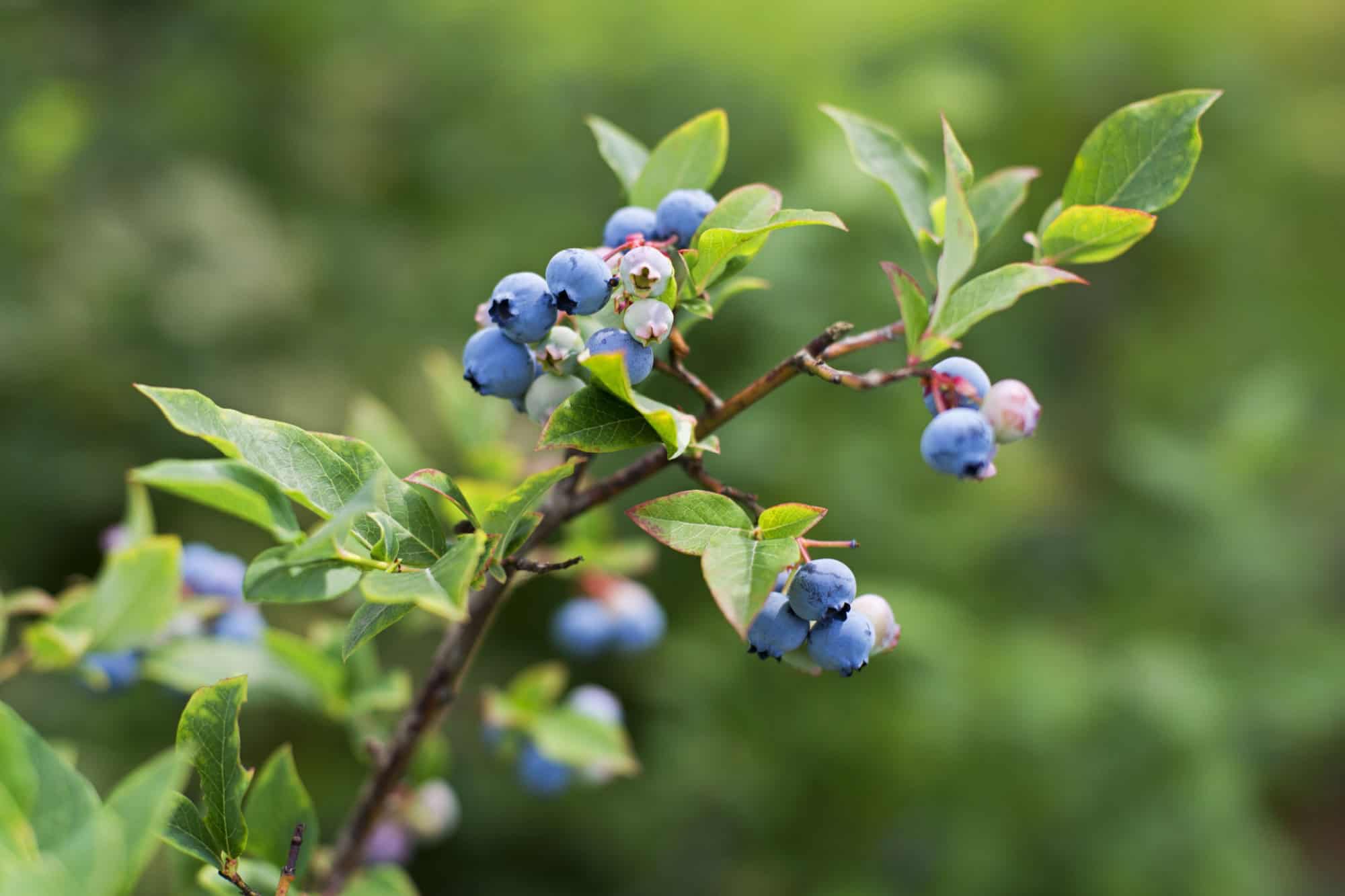 12 foods that boost your brain power and memory